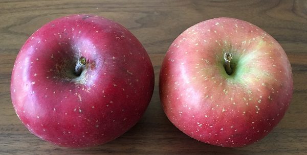 大地を守る会のお試しセットのりんご